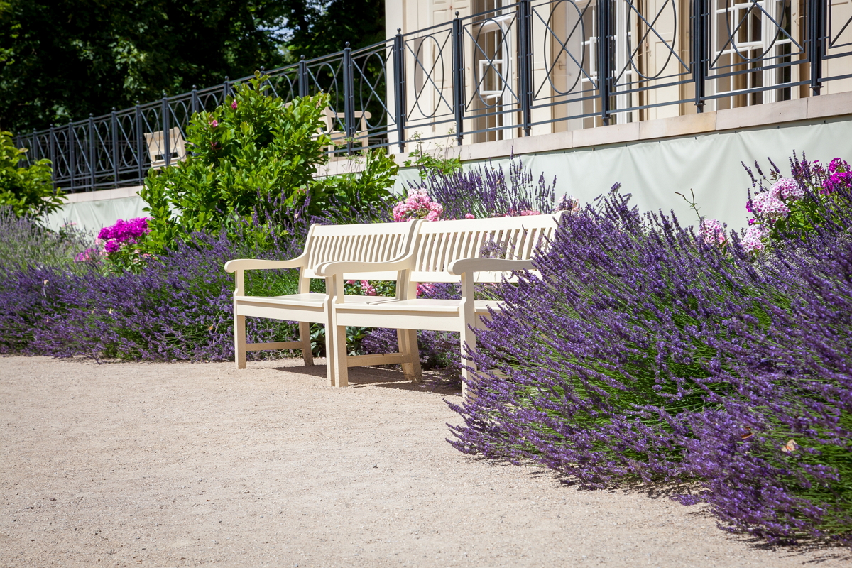 Bild: Lavendel im Garten hilft gegen Zecken
