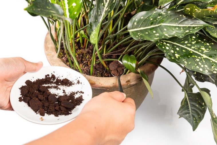 Kaffeesatz - Kaffeestud kann auch für Zimmerpflanzen genutzt werden