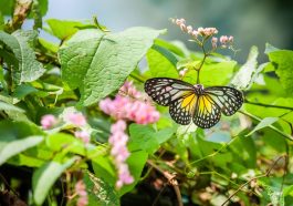 Bild: Schmetterlinge im Garten anlocken mit den richtigen Pflanzen