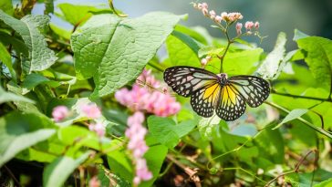 Bild: Schmetterlinge im Garten anlocken mit den richtigen Pflanzen